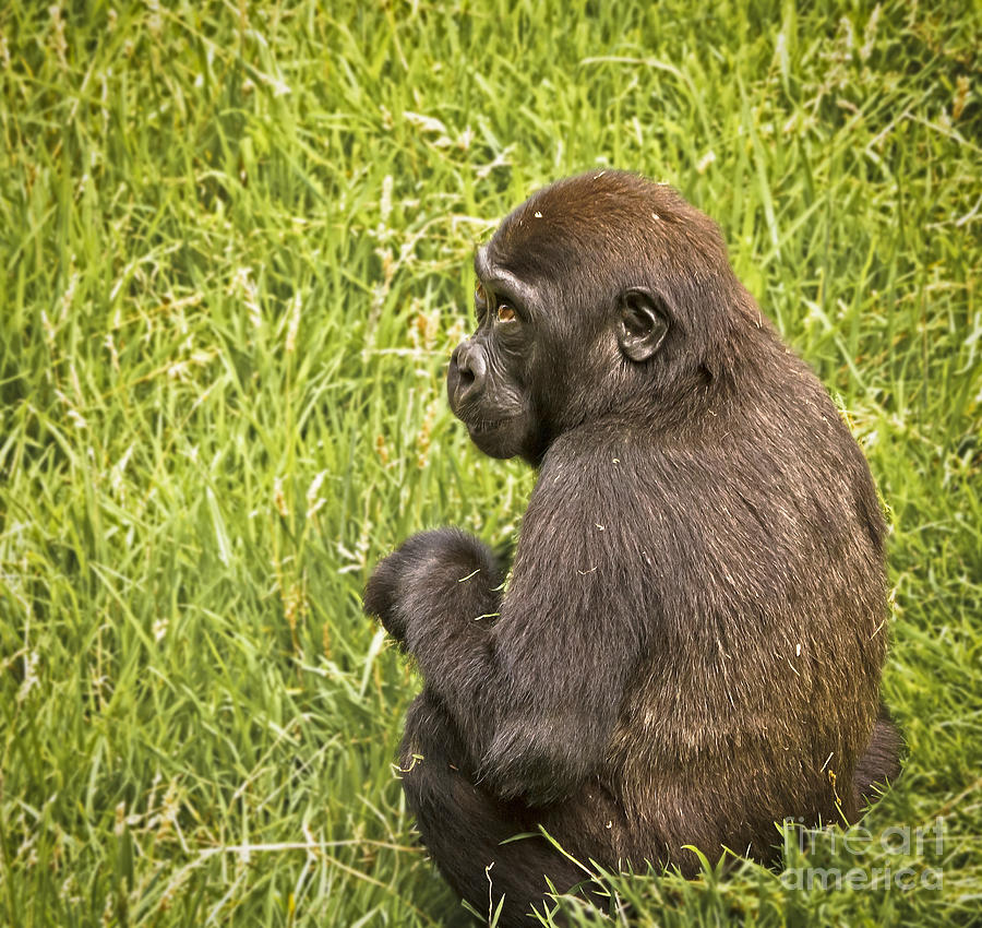 Young Gorilla Photograph by Kate Brown