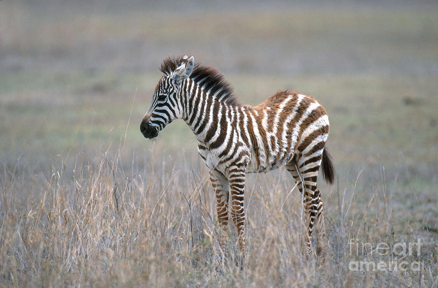 Zebra Photograph - Young Grants Zebra by Art Wolfe