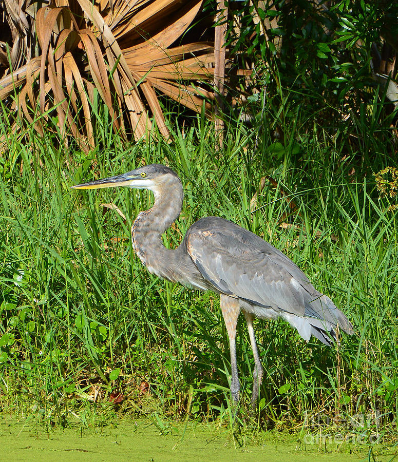 Young Great Blue Heron Photograph by Wal Lauby | Fine Art America