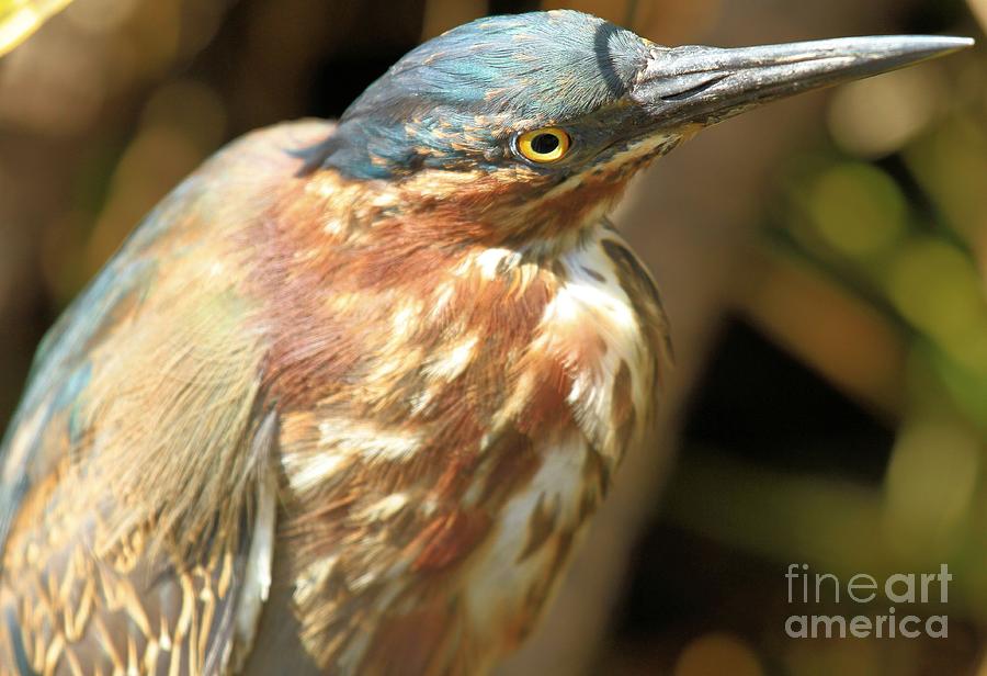 Young Green Heron Photograph by Adam Jewell