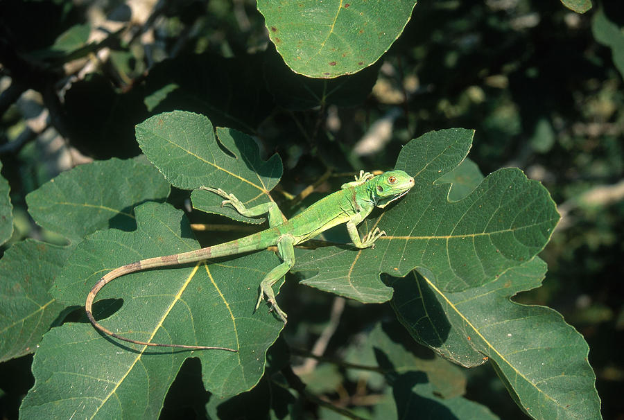 Young Green Iguana Photograph by Karl H. Switak