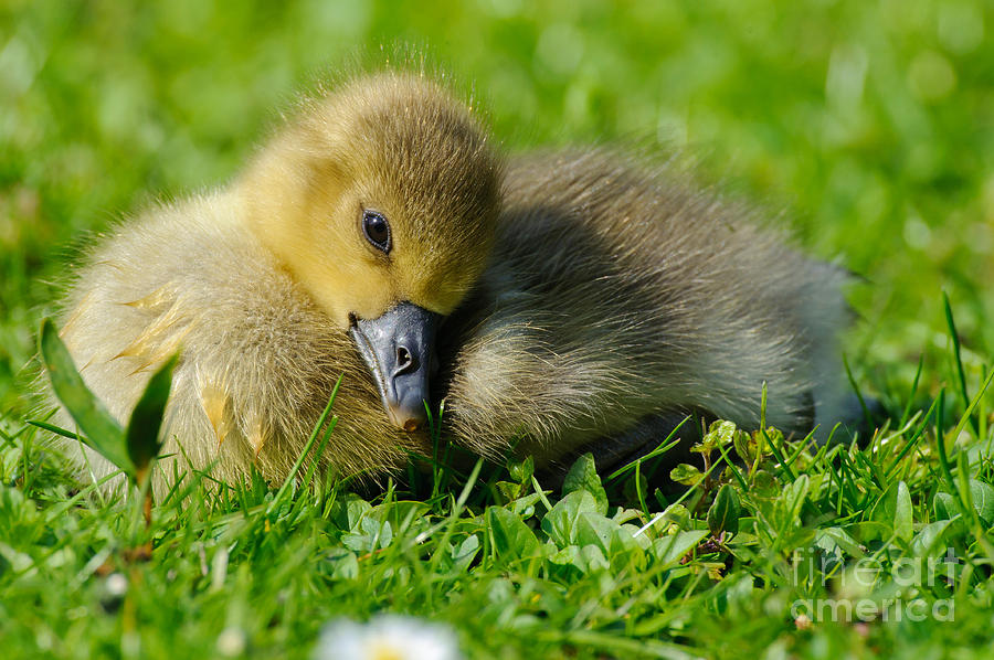 Goose Photograph - Young Greylag Goose by Willi Rolfes