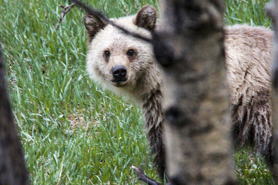 Grizzly Photograph - Young Griz by Jill Bell