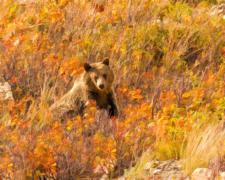Young Grizzly Bear Digital Art by Brenda Jacobs