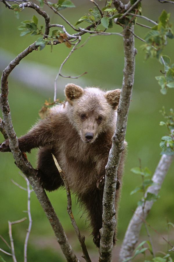 Young Grizzly Bear Cub Climbing In Tree Photograph by Doug Lindstrand