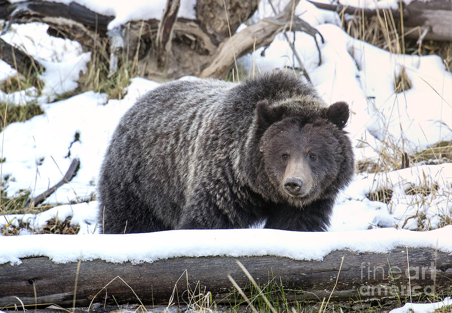 Young Grizzly Photograph by Deby Dixon