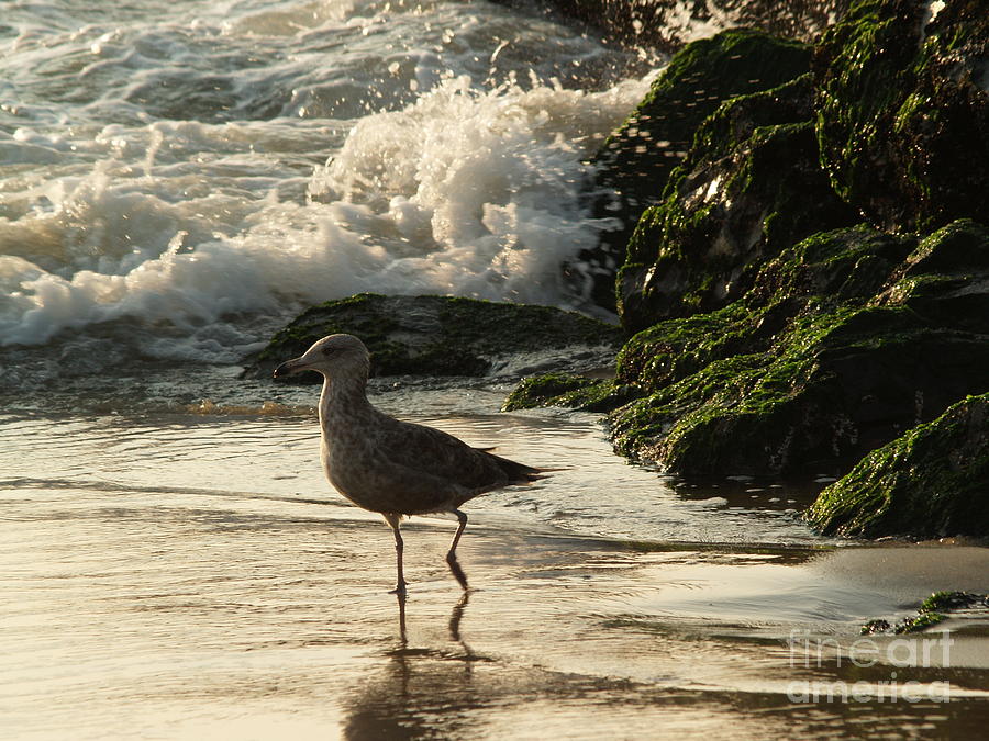 Young Gull in Surf -- Ocean Grove  NJ Photograph by Anna Lisa Yoder