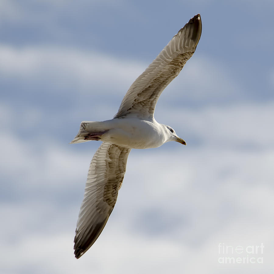 Young Gull Photograph by Steev Stamford