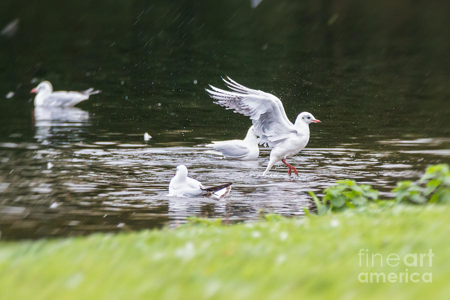 Young gulls Photograph by Jivko Nakev