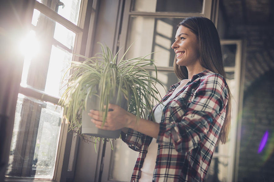 Young happy woman with spider plant by the window. Photograph by Skynesher
