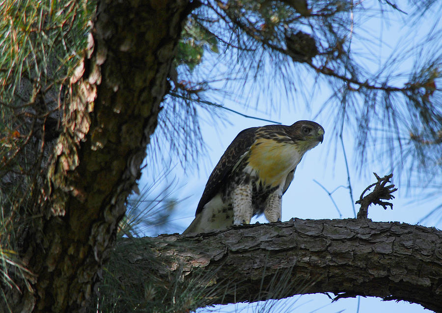 Young Hawk Photograph by Linda Segerson