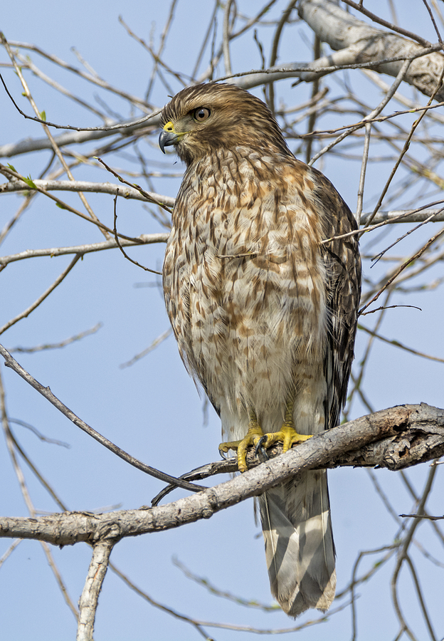 Young Hawk Photograph by Loree Johnson - Fine Art America