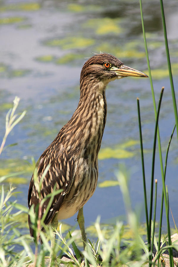 Young Heron Photograph by Shane Bechler