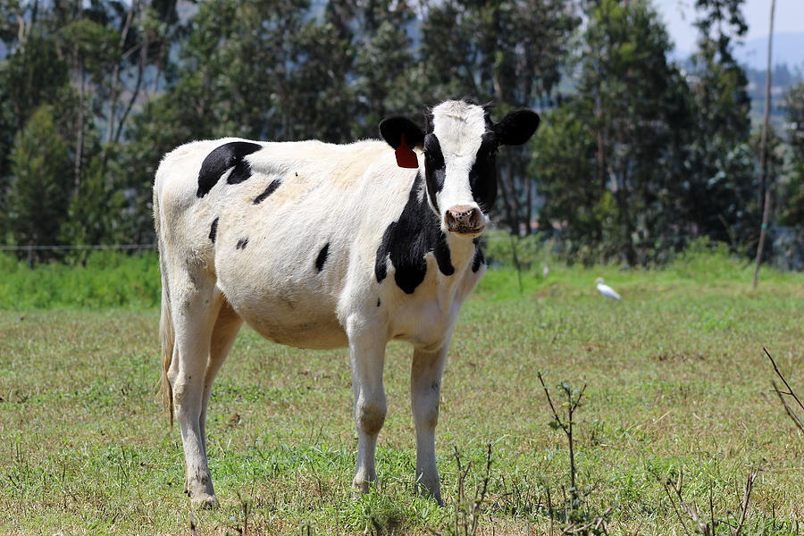 Young Holstein in a Pasture Photograph by Robert Hamm - Fine Art America