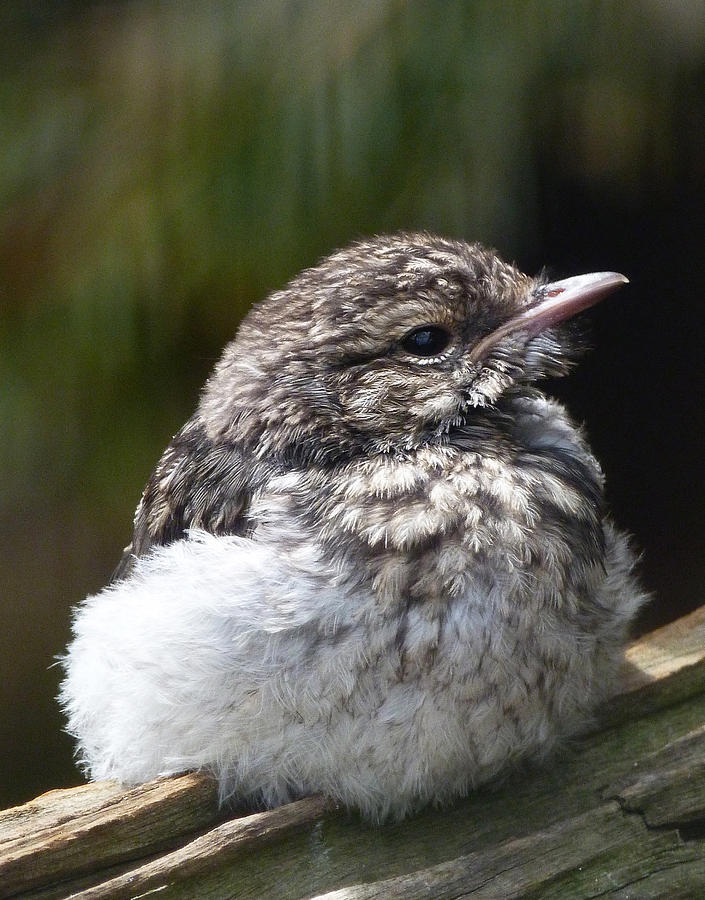 Young Hooded Robin Photograph by Margaret Saheed