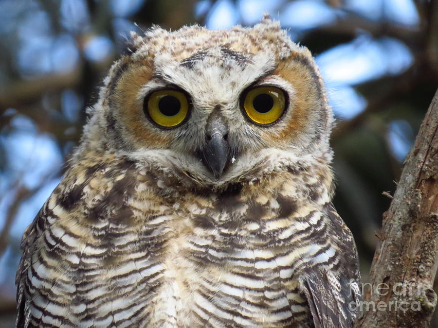 Wildlife Photograph - Young Hooter  by Craig Corwin