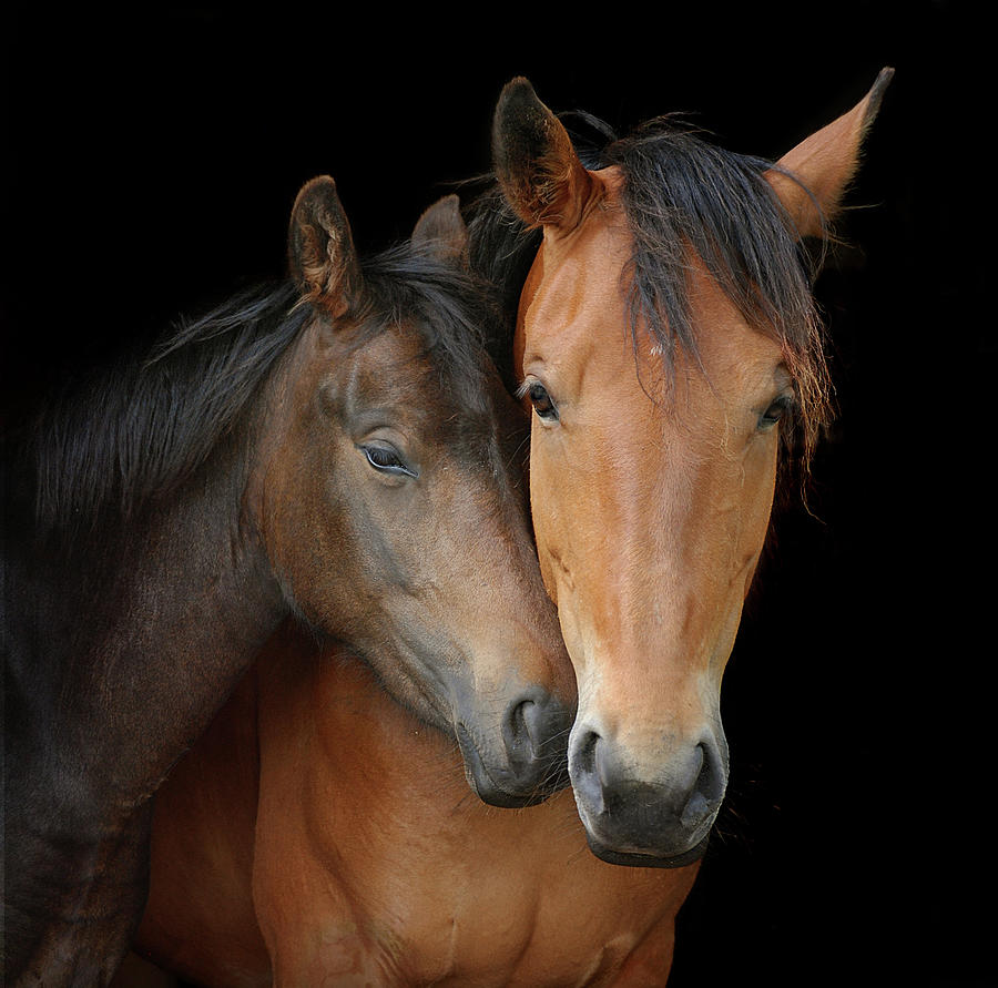 Young Horse Nuzzles Into Neck Of Larger Photograph by Anne Louise Macdonald Of Hug A Horse Farm