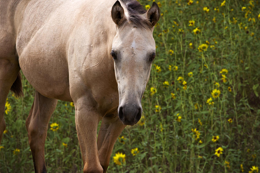 Young Horse Pose Photograph by Chris Povall - Fine Art America