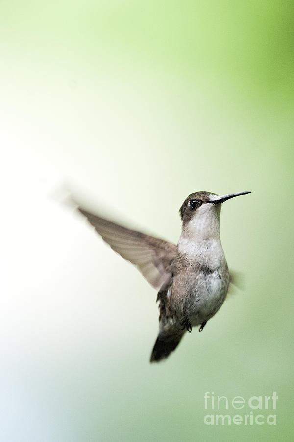 Young hummingbird in flight  Photograph by Dan Friend