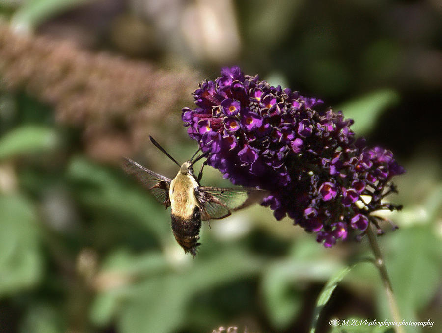 Purple Flower Photograph - Young Hummingbird Moth by Catherine Melvin