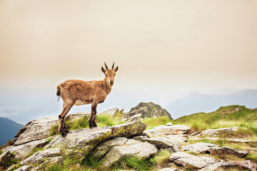 Young Ibex Alpine On The Mountain Photograph by Deimagine
