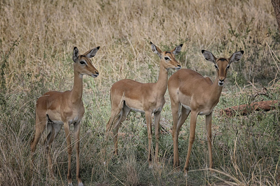 Young Impala Photograph by Gary Hall