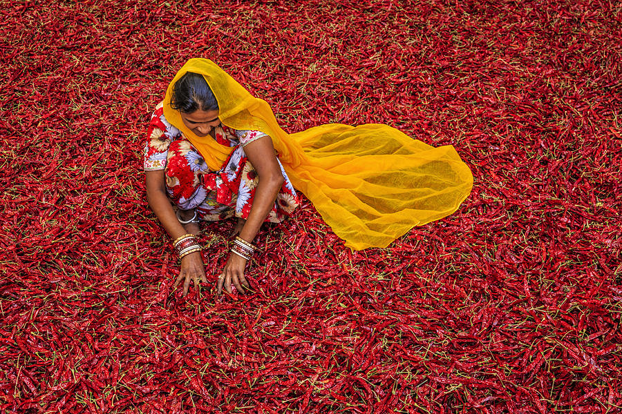 Young Indian woman sorting red chilli peppers, Jodhpur, India Photograph by Bartosz Hadyniak