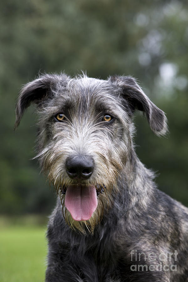 Young Irish Wolfhound Photograph by Johan De Meester