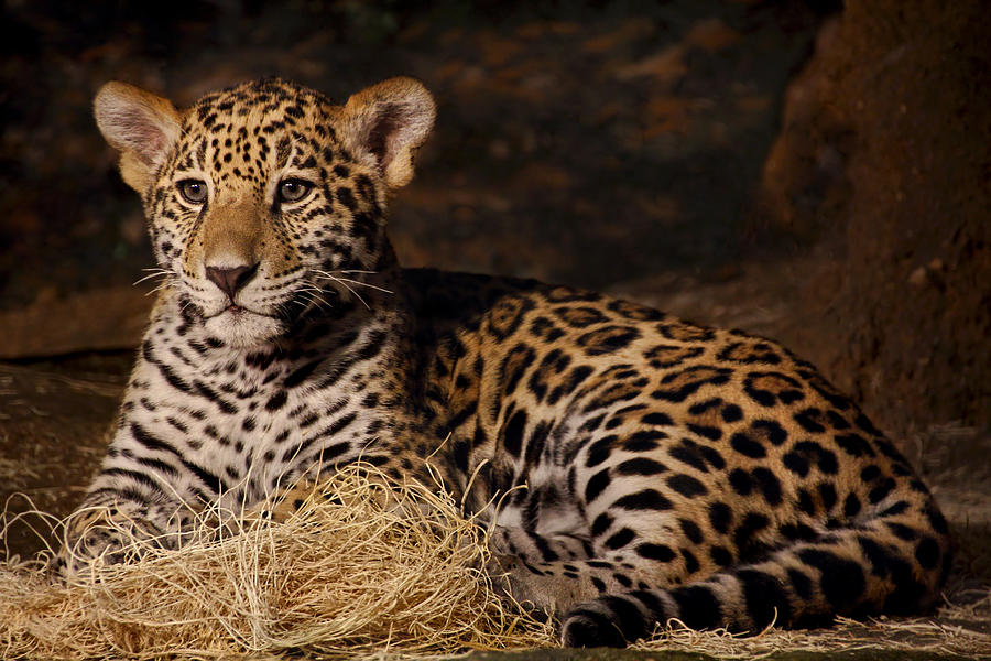 Young Jaguar Photograph by Theo O Connor