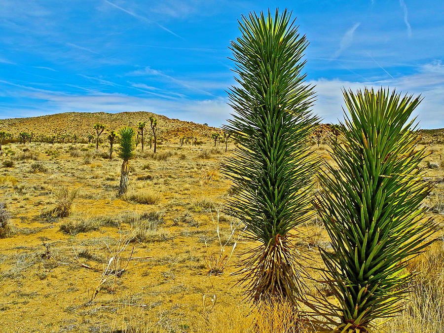 Young Joshua Trees in Joshua Tree National ParkCalifornia Photograph