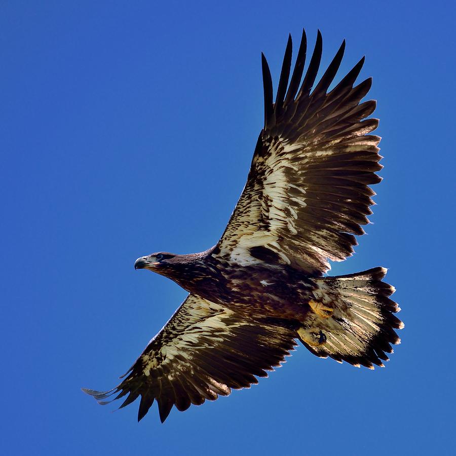 Juvenile Bald Eagle In Flight