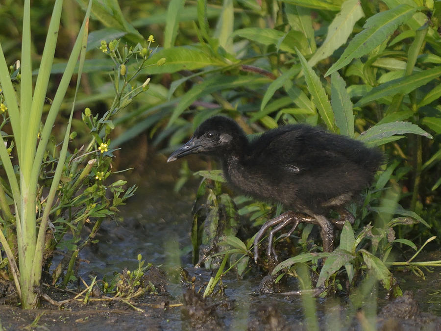 Young King Rail In A Wetland Photograph