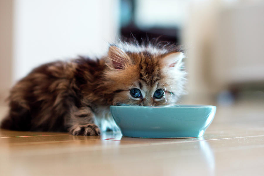 Young Kitten Eating From Blue Bowl Photograph by Benjamin Torode