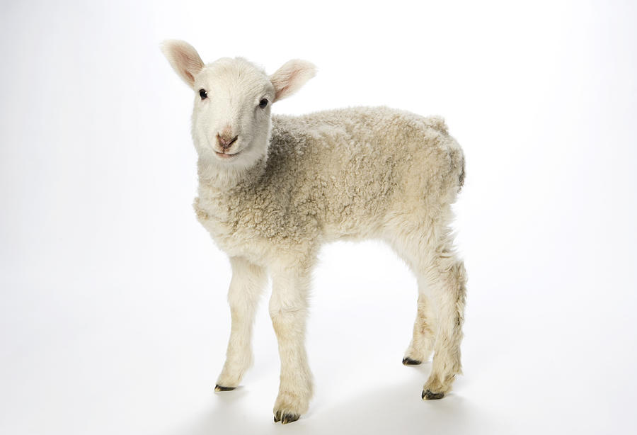 Young lamb on white background looking at camera. Photograph by JMichl