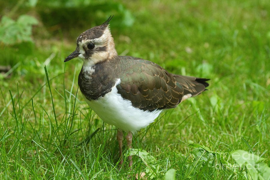 Lapwing Photograph - Young Lapwing by Helmut Pieper