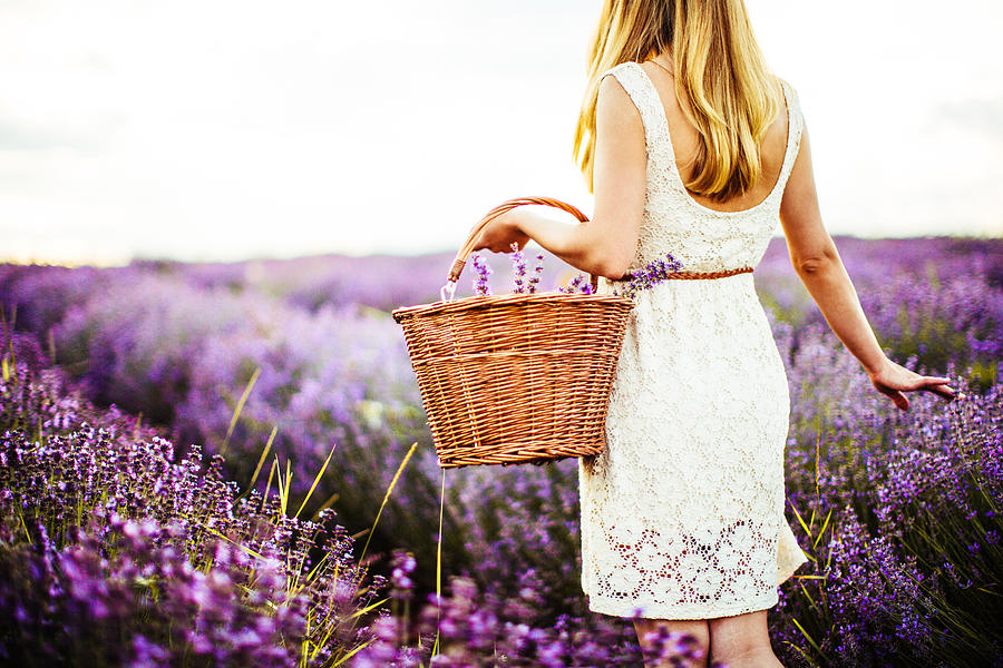 Young lavender picker Photograph by AleksandarNakic