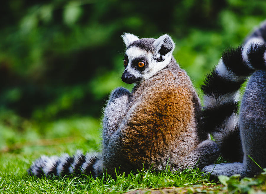 Young Lemur Photograph by Pati Photography