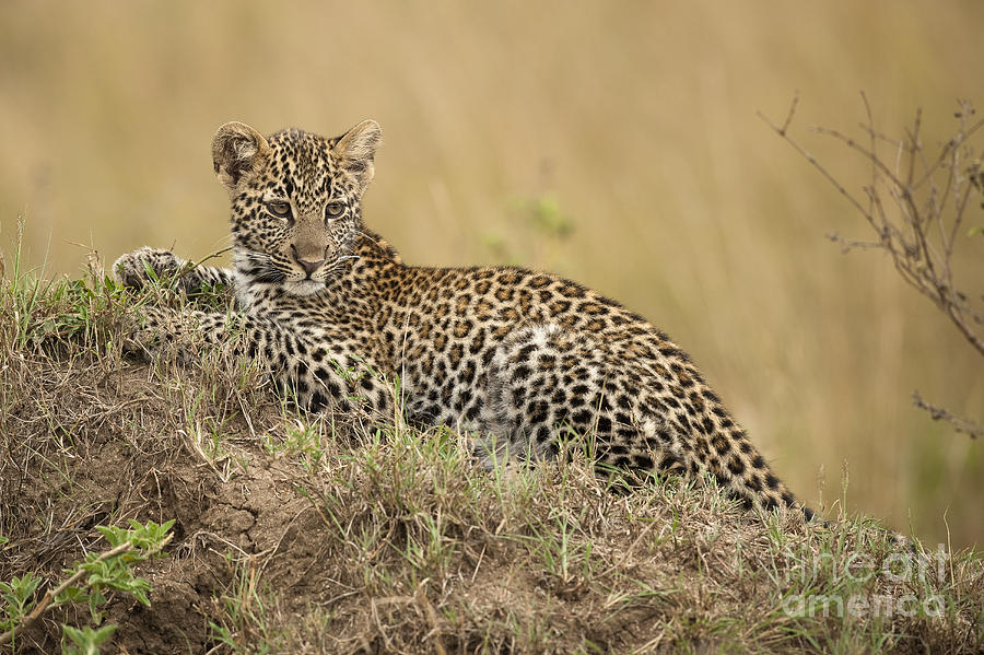 Nature Photograph - Young Leopard, Kenya by John Shaw