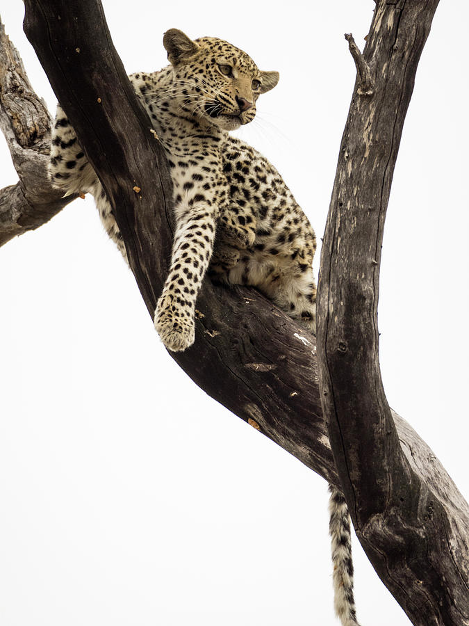 Young Leopard Panthera Pardus In Tree Photograph by Panoramic Images
