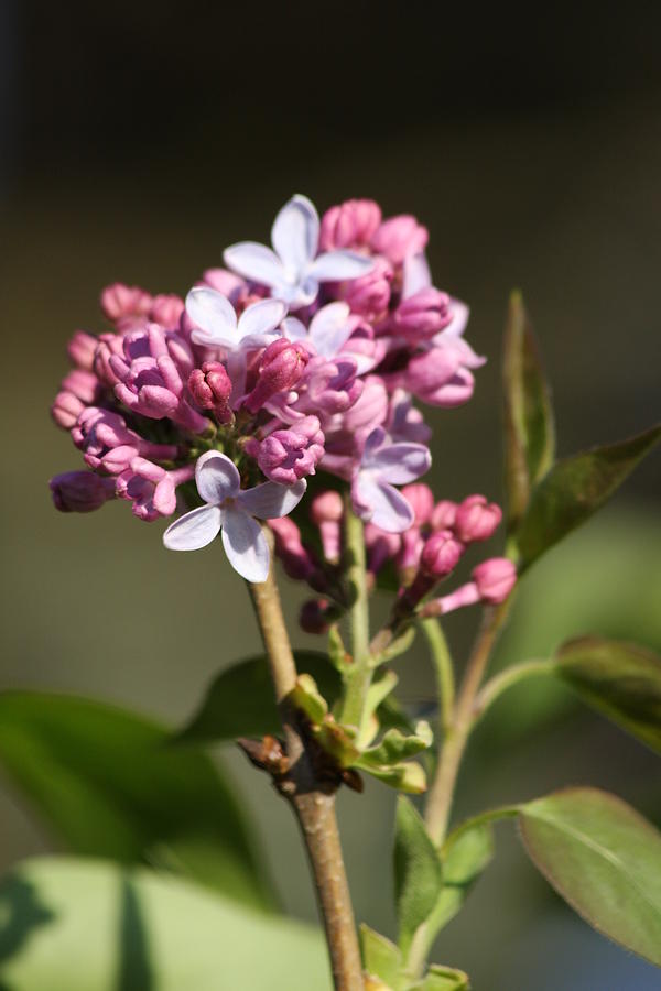 Young Lilac Flowers Photograph by Vadim Levin