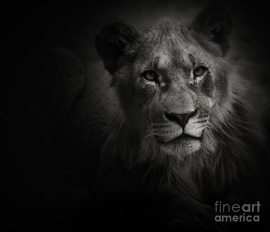 Nature Photograph - Young Lion by Christine Sponchia