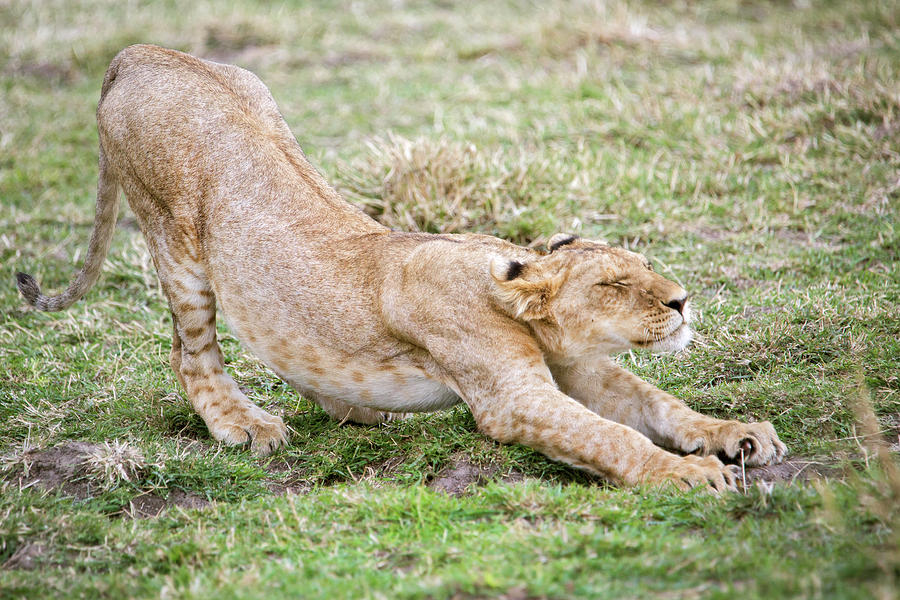 Stretching Lion