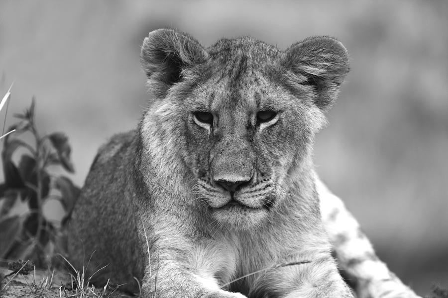 Young Lioness Photograph