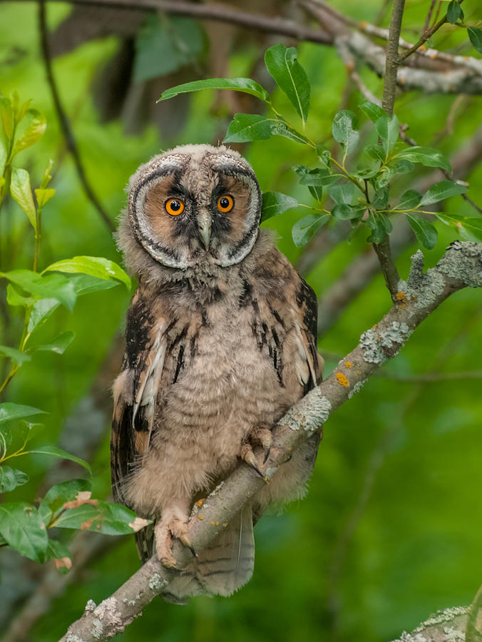 Bird Photograph - Young Long-eared owl by Janne Mankinen