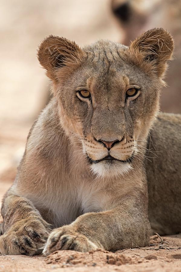 Young Male African Lion Photograph by Tony Camacho/science Photo Library