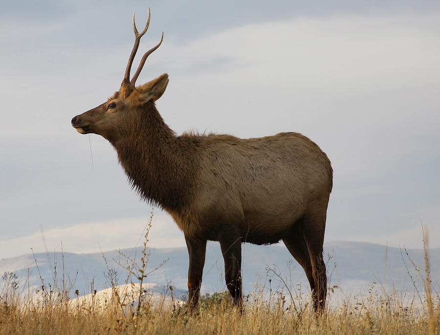 Young Male Elk With Horns Eating Grass Photograph by William Perry ...