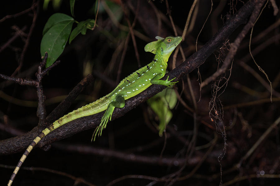 Young Male Green Basilisk Lizard Photograph by Jon G. Fuller