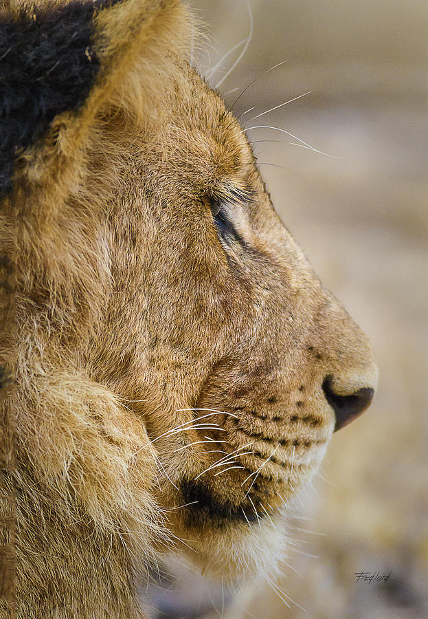 Lion Photograph - Young Male Lion Resting by Fred J Lord