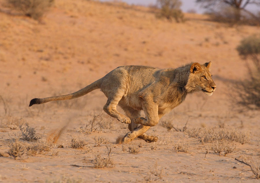 Young male lion running at speed . Photograph by Bucky_za