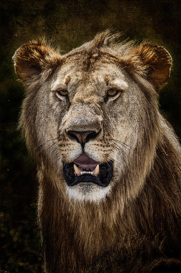 Young Male Lion Texture Blend Photograph by Mike Gaudaur